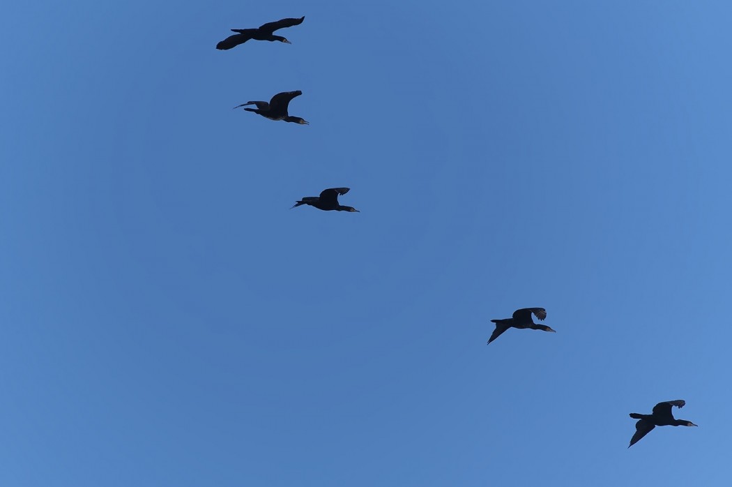 Great Cormorant