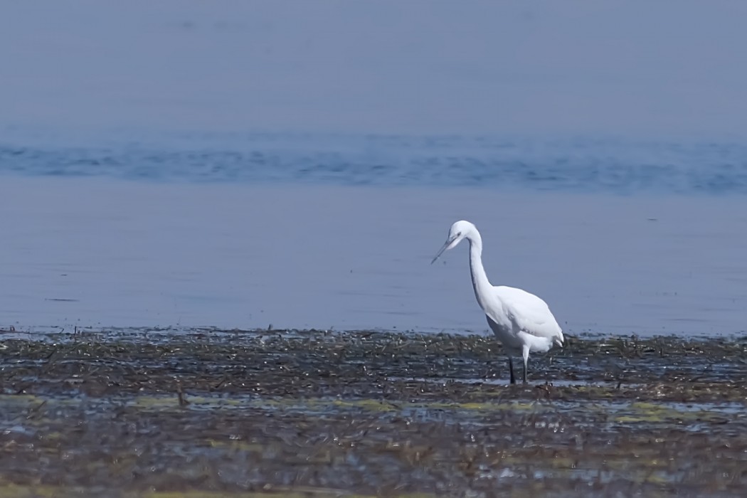 Little Egret