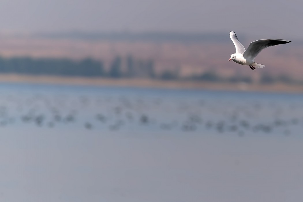 Black-headed Gull