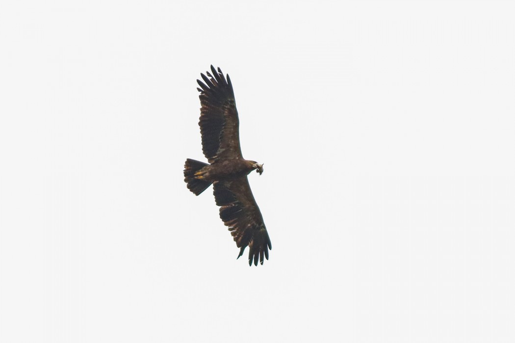Lesser Spotted Eagle