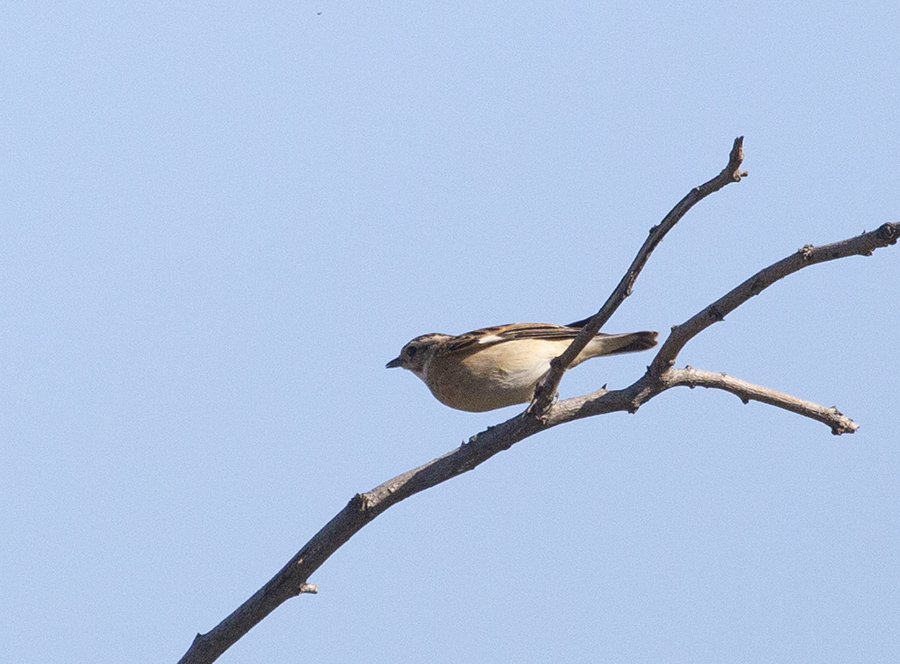 Whinchat