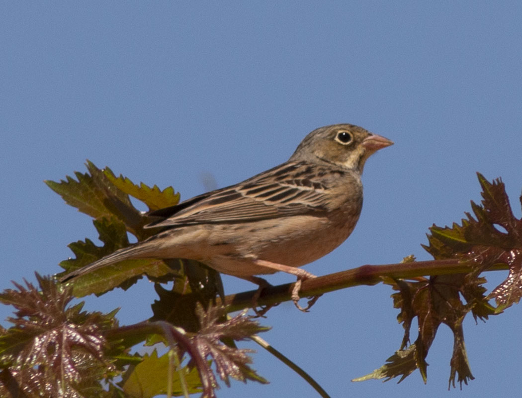 Ortolan Bunting