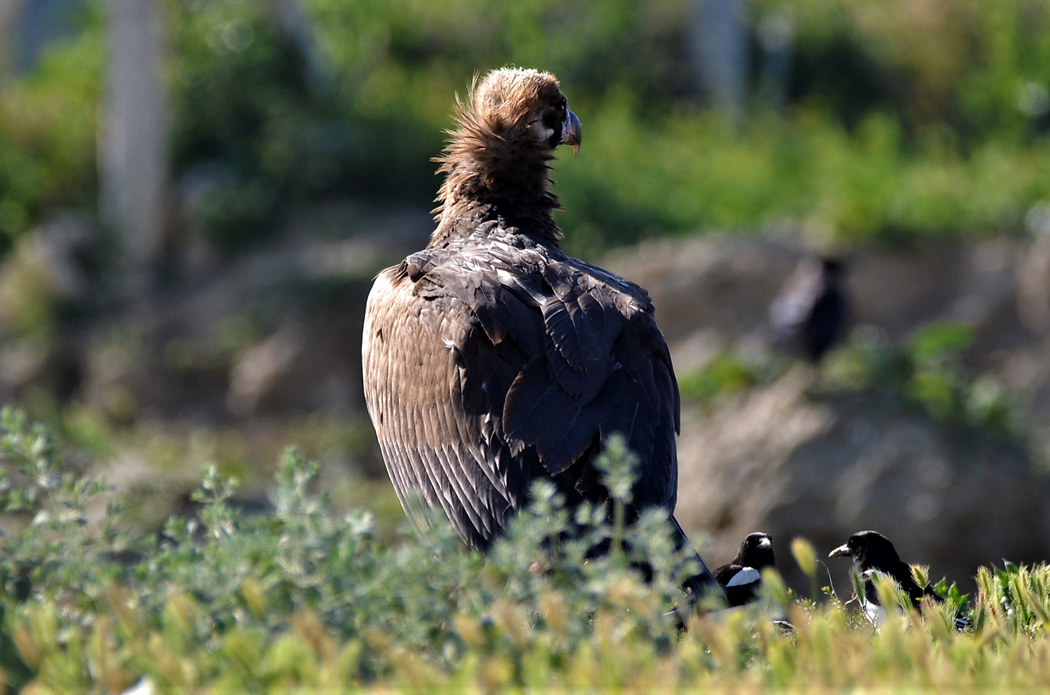 Cinereous Vulture