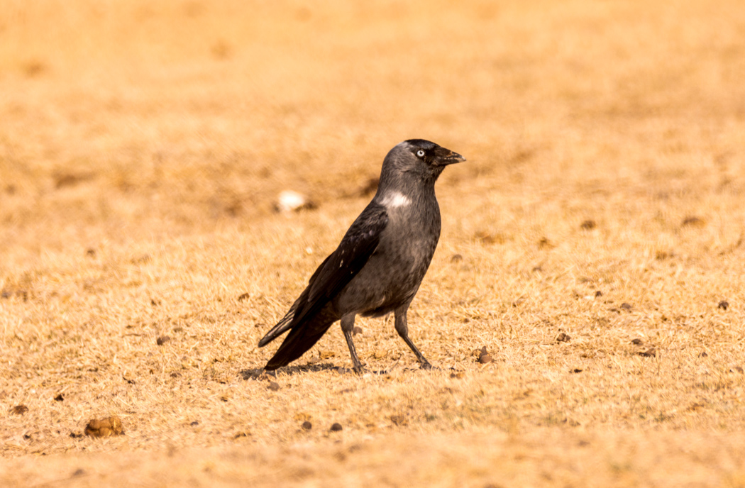 Western Jackdaw