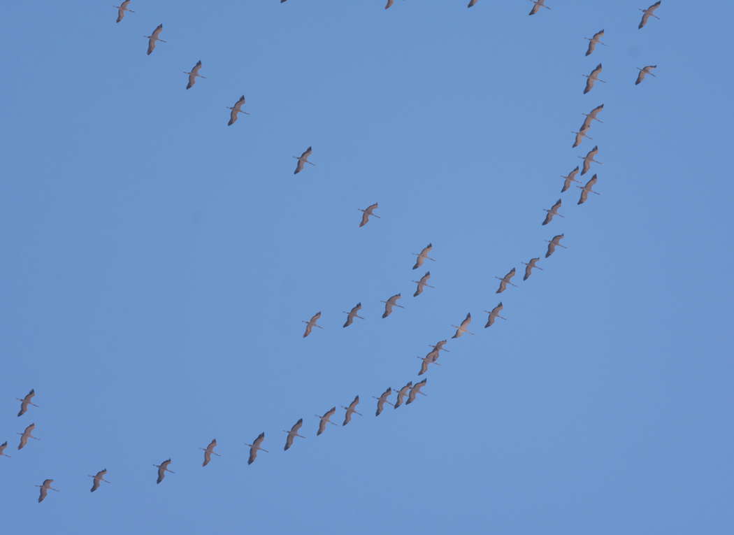 Common Crane