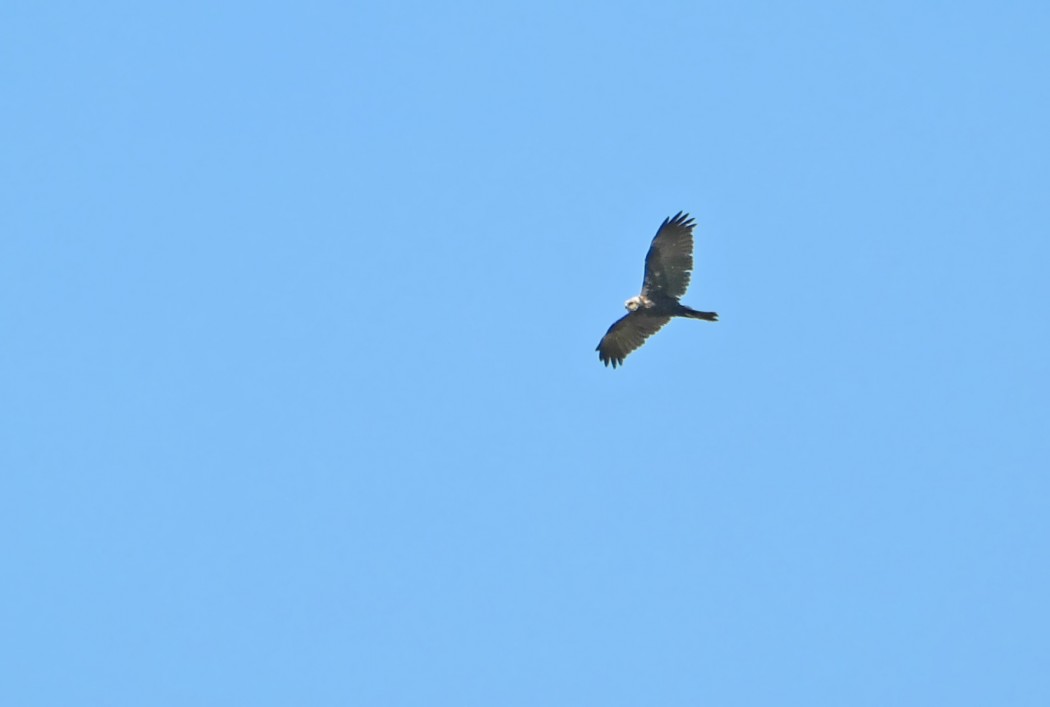 Western Marsh Harrier