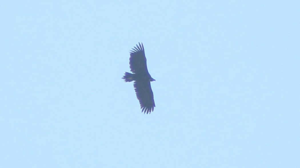 Cinereous Vulture
