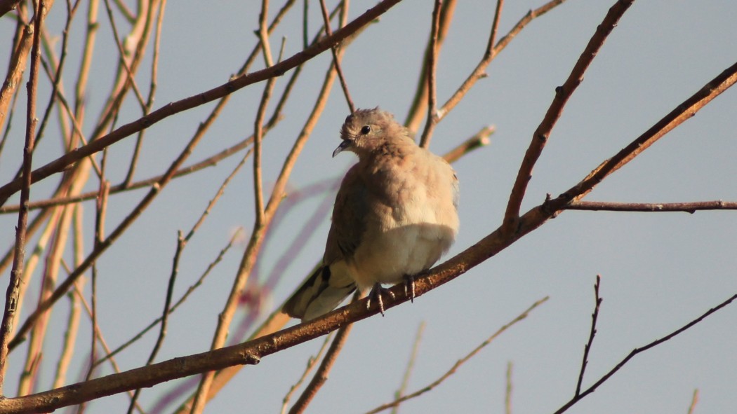Laughing Dove