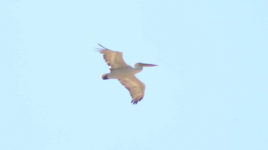 Dalmatian Pelican
