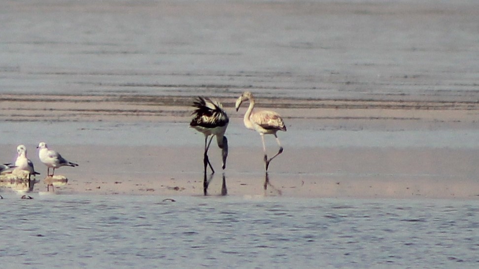 Greater Flamingo