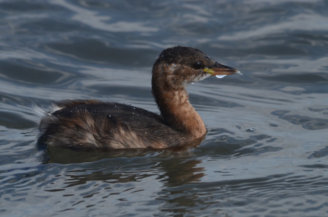 Little Grebe