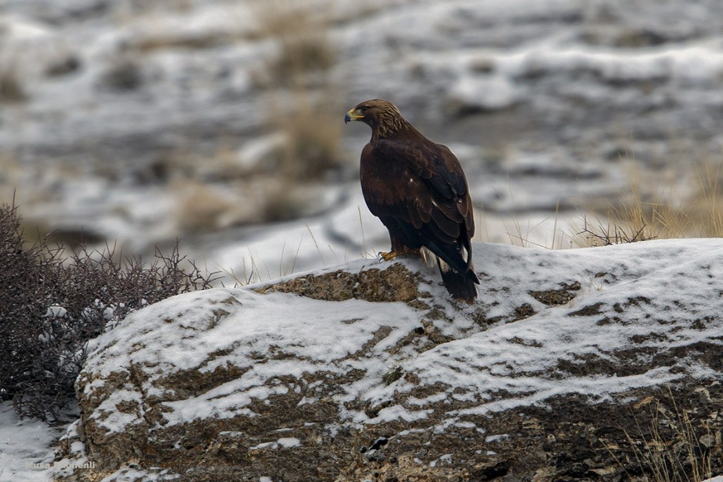 Golden Eagle