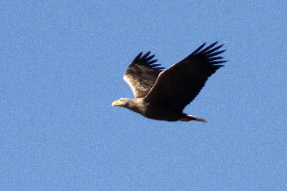 White-tailed Eagle
