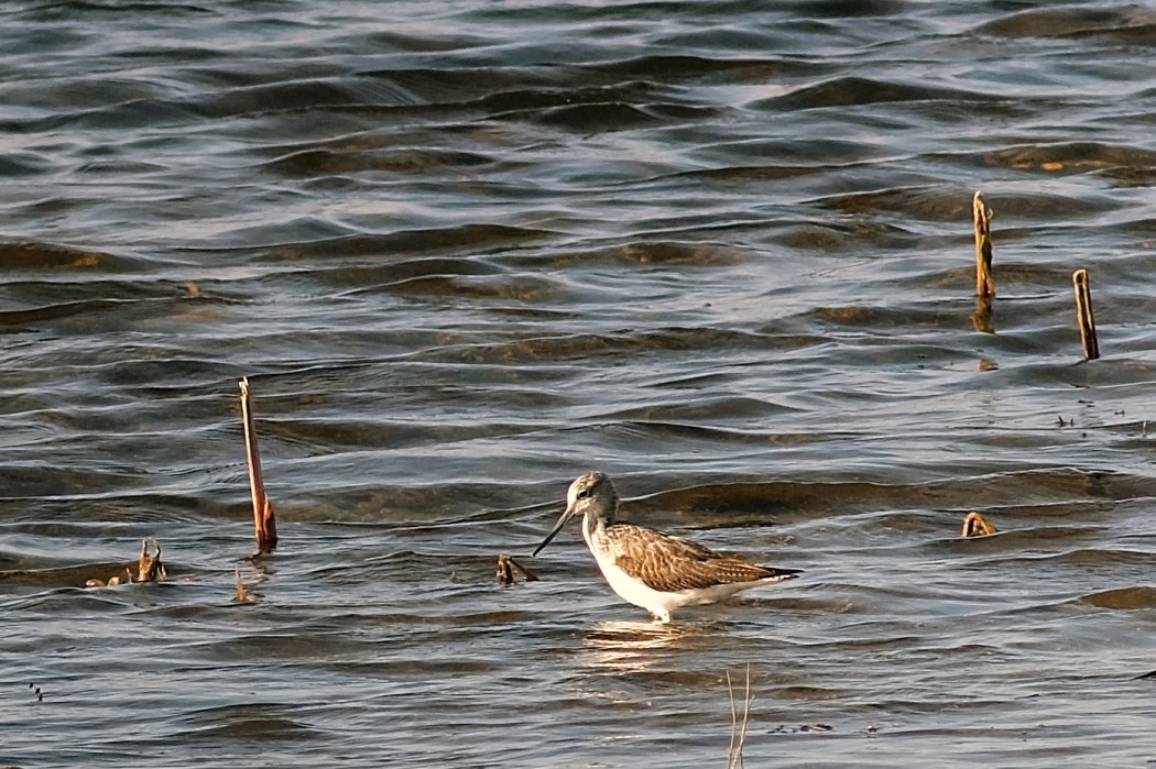 Common Greenshank