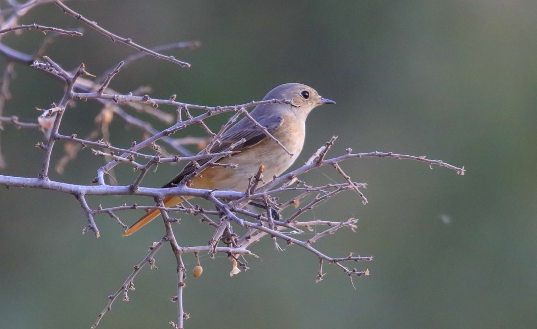 Common Redstart