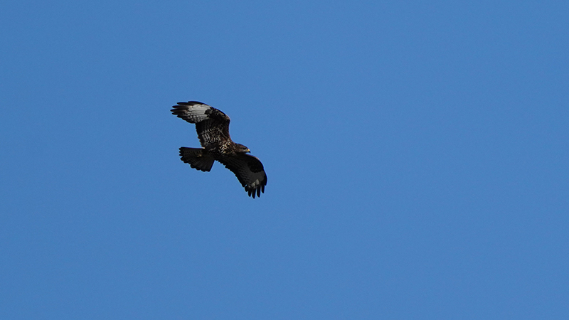 Common Buzzard