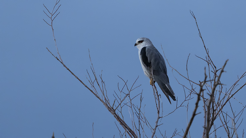 Black-winged Kite