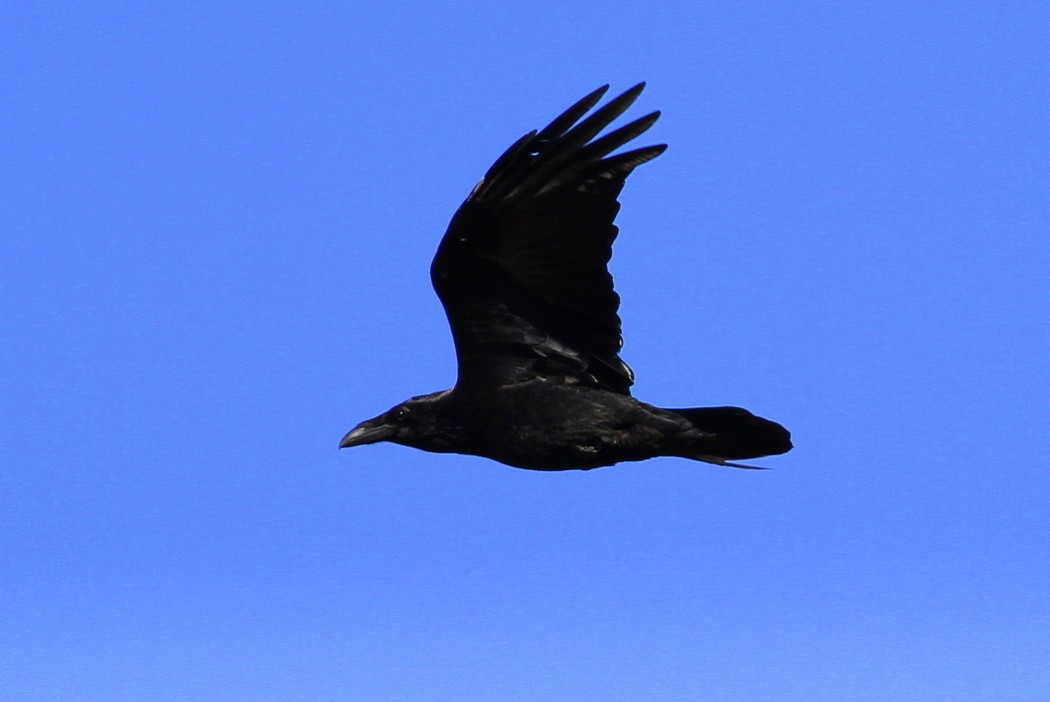 Northern Raven