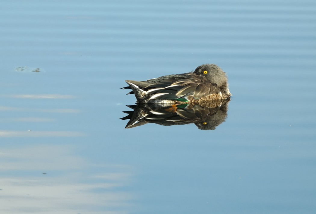 Northern Shoveler