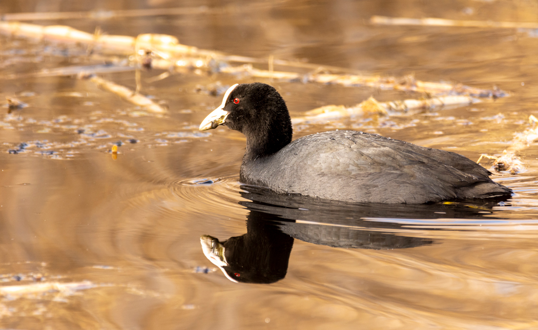 Eurasian Coot