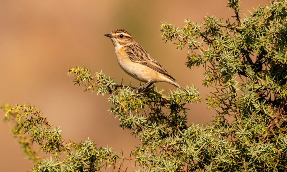 Whinchat