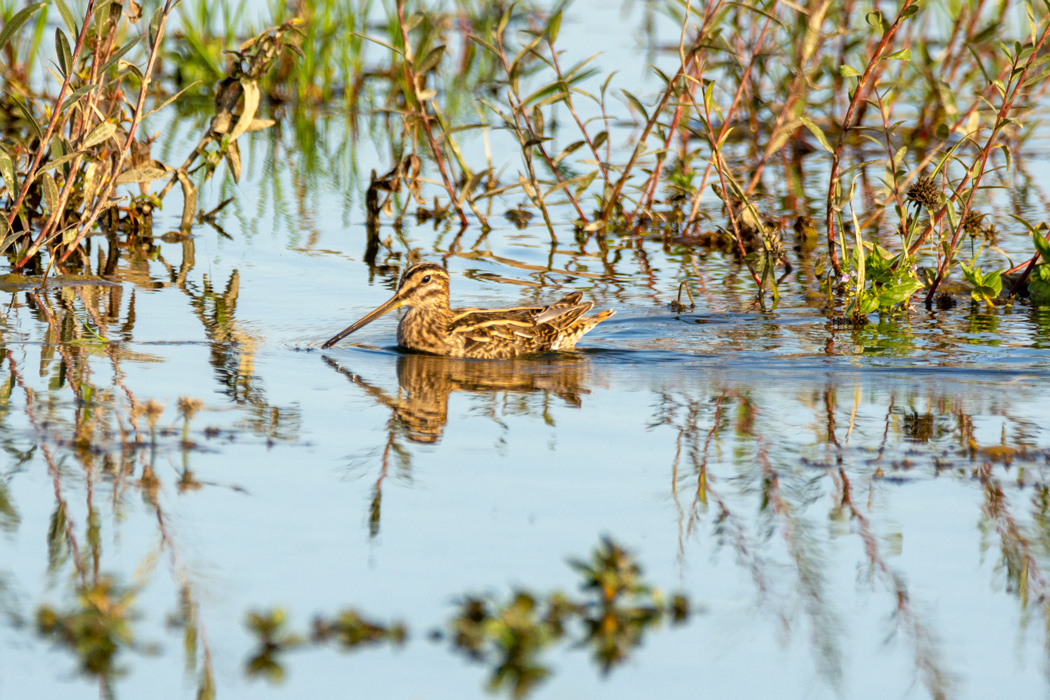 Common Snipe
