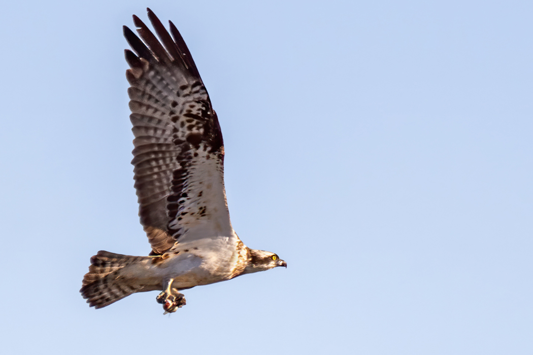 Osprey