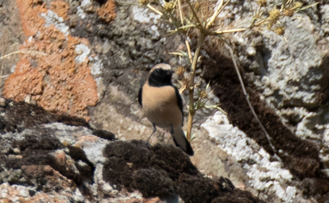 Black-eared Wheatear