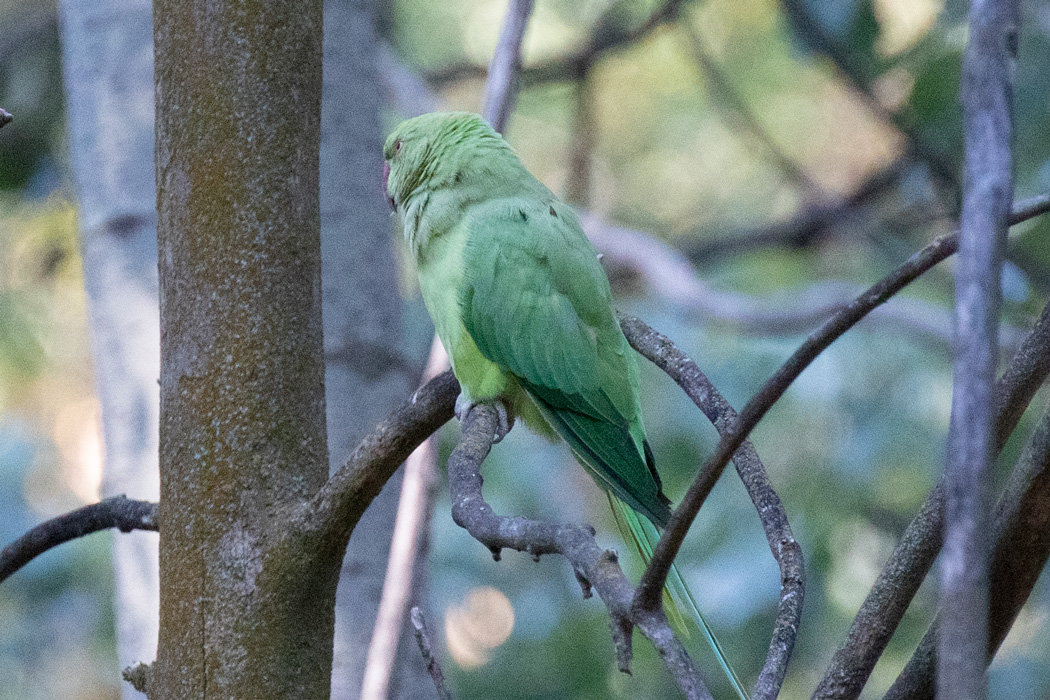 Rose-ringed Parakeet