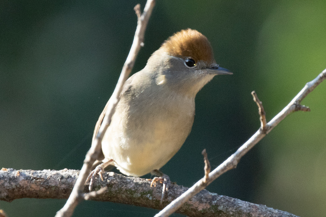 Eurasian Blackcap