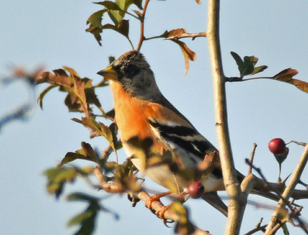 Brambling