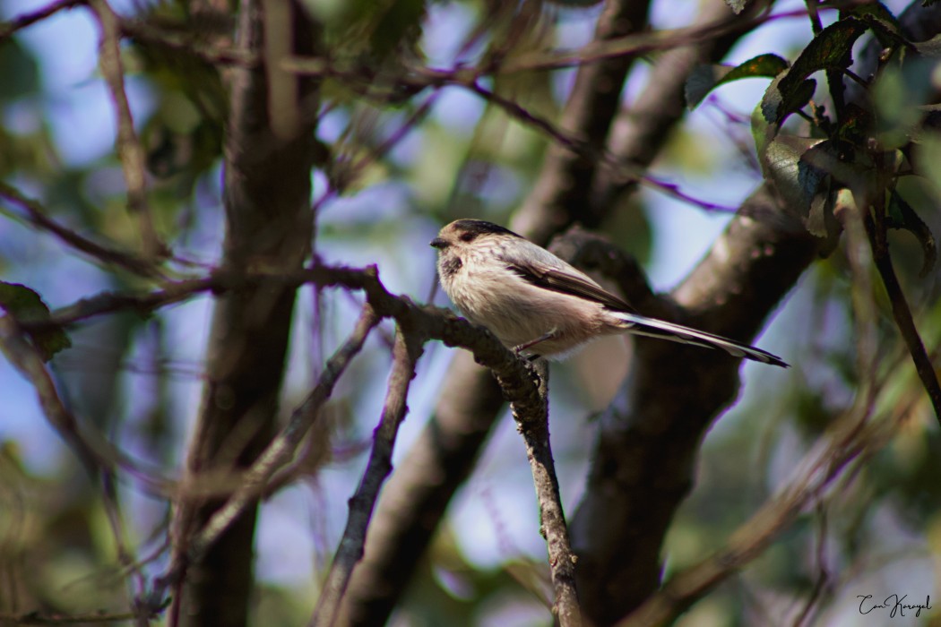 Long-tailed Tit