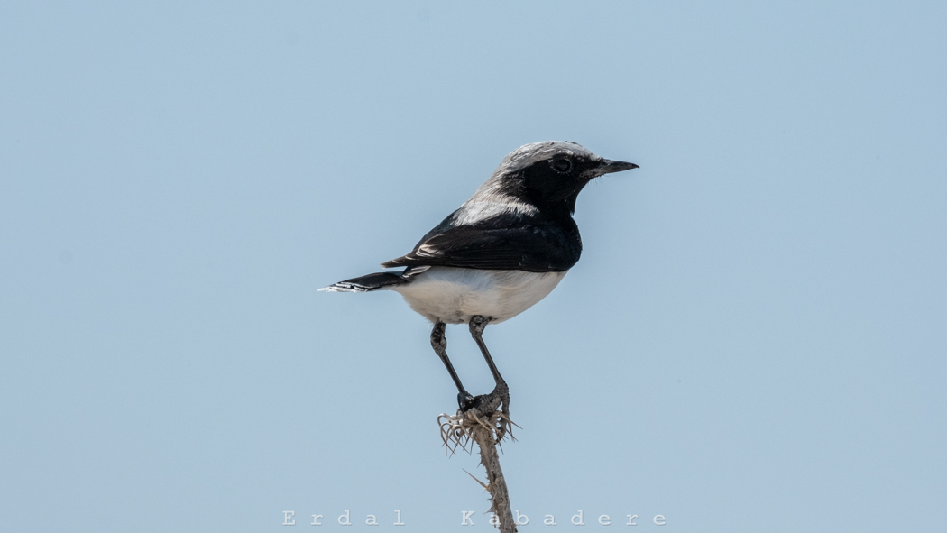 Finsch`s Wheatear