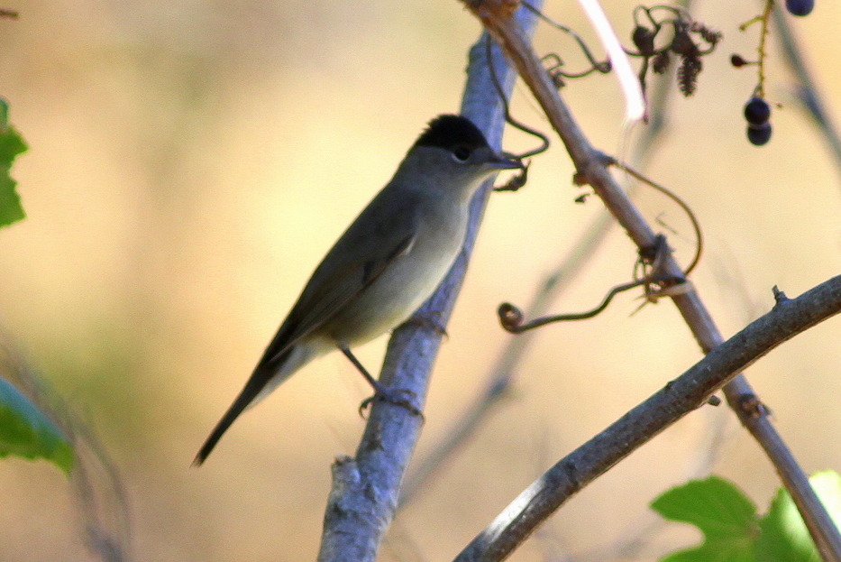 Eurasian Blackcap