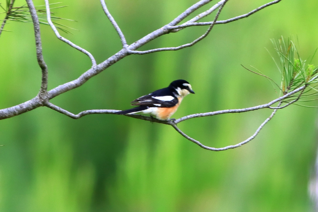 Masked Shrike