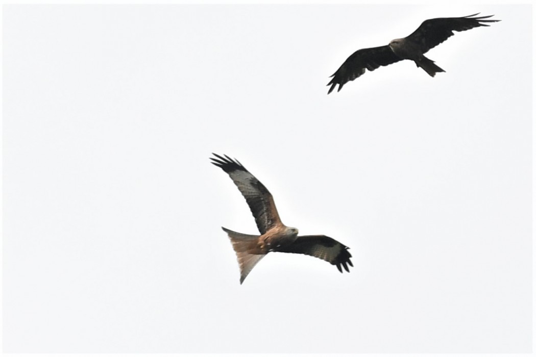 Red Kite