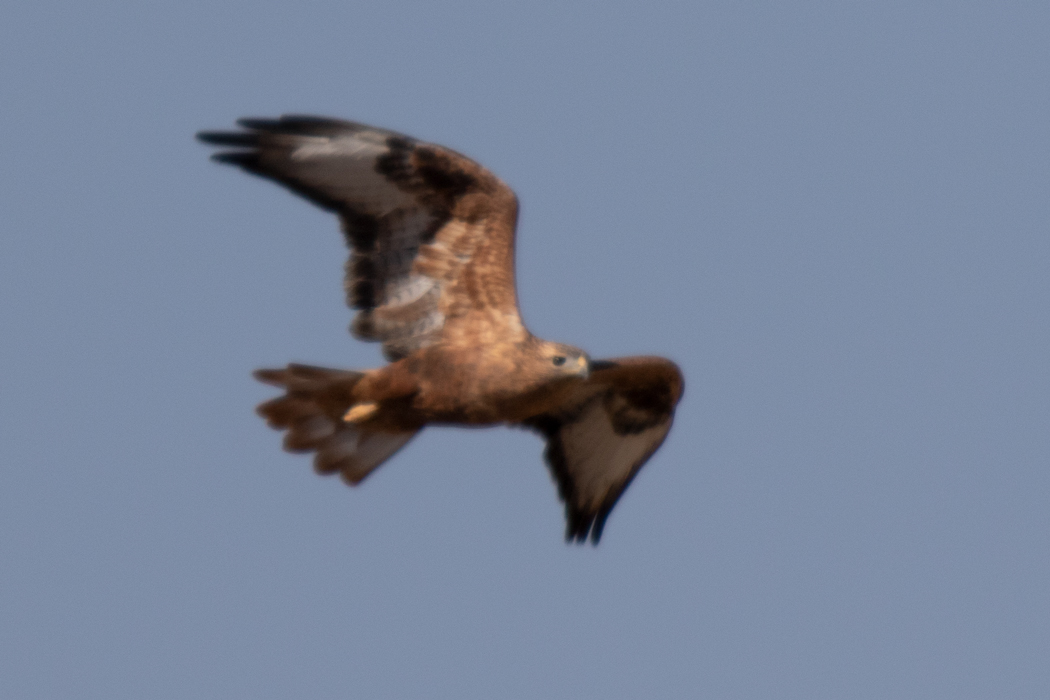Long-legged Buzzard