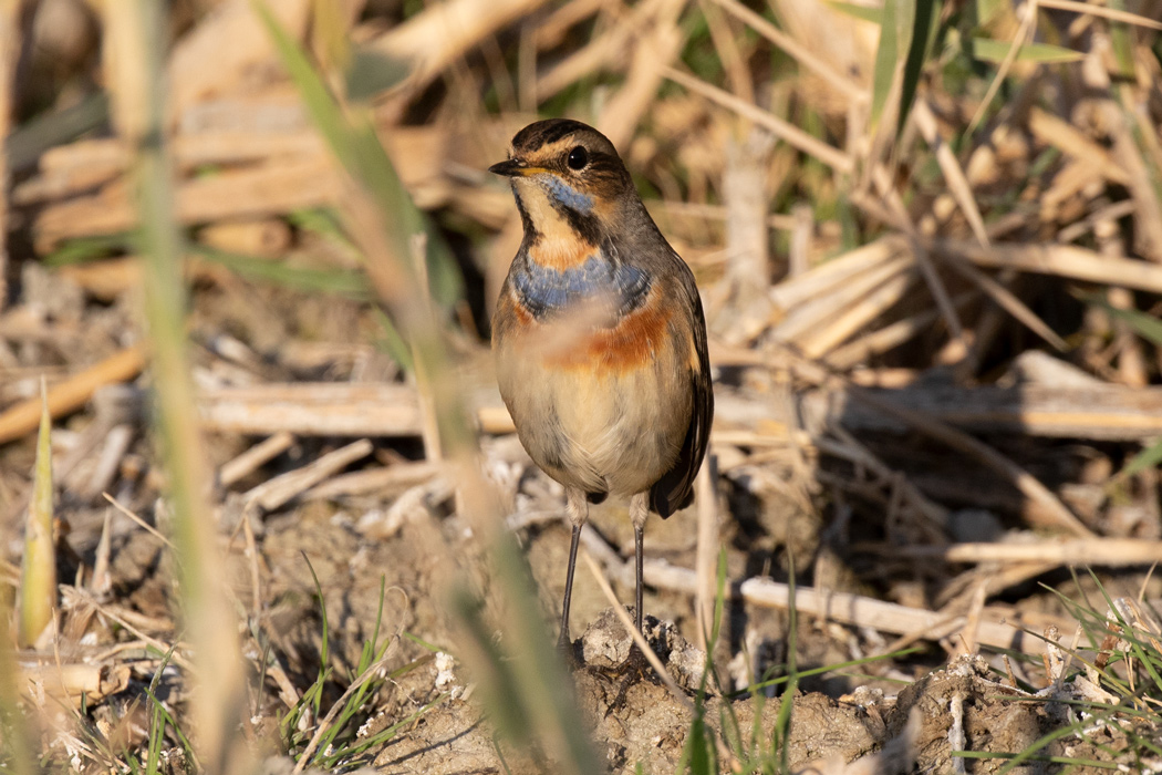Bluethroat