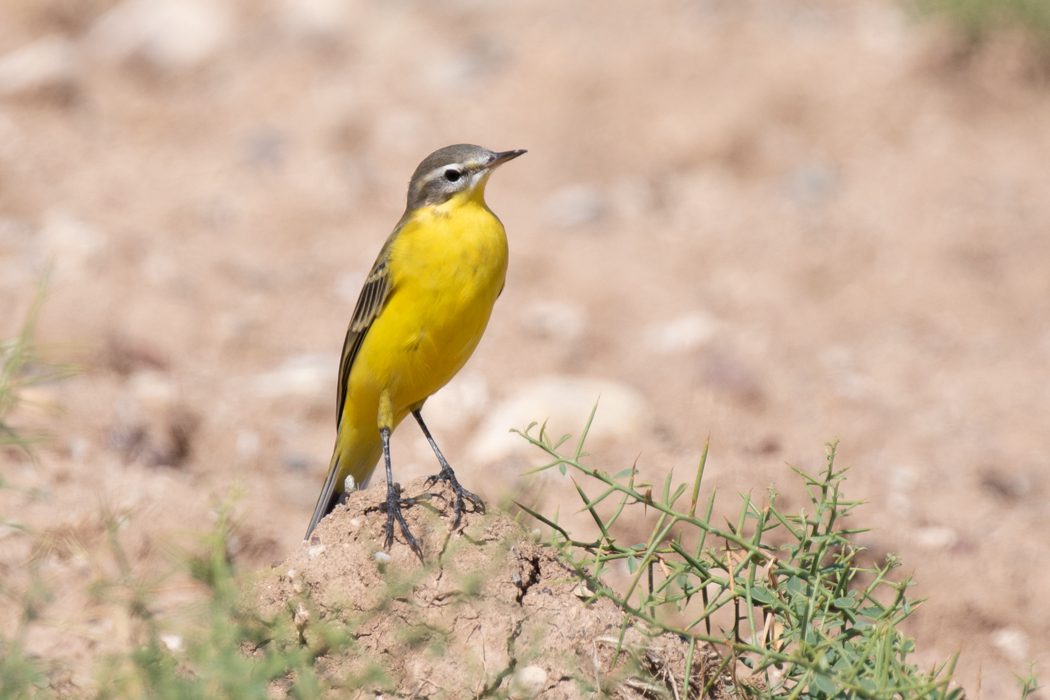 Western Yellow Wagtail