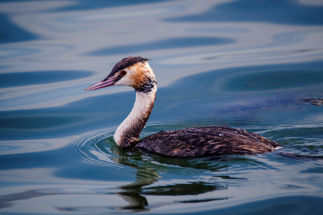 Great Crested Grebe