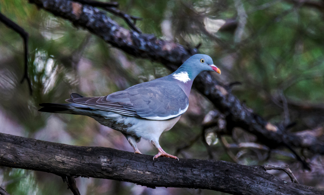 Common Wood Pigeon