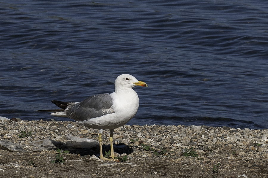 Armenian Gull