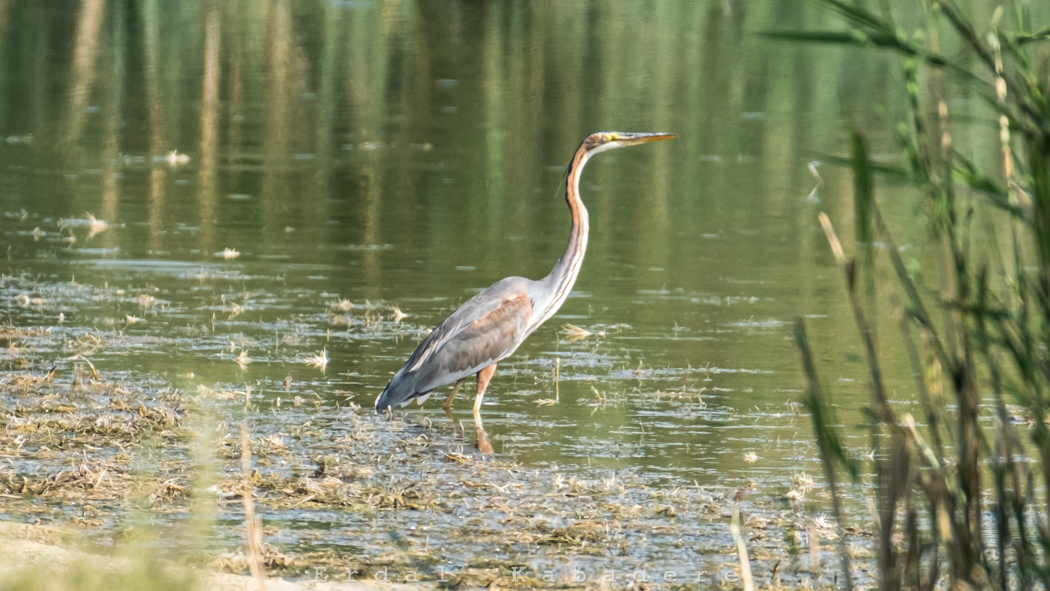 Purple Heron
