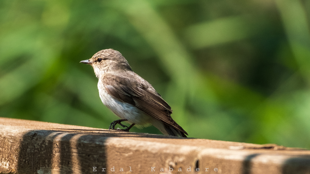 Spotted Flycatcher