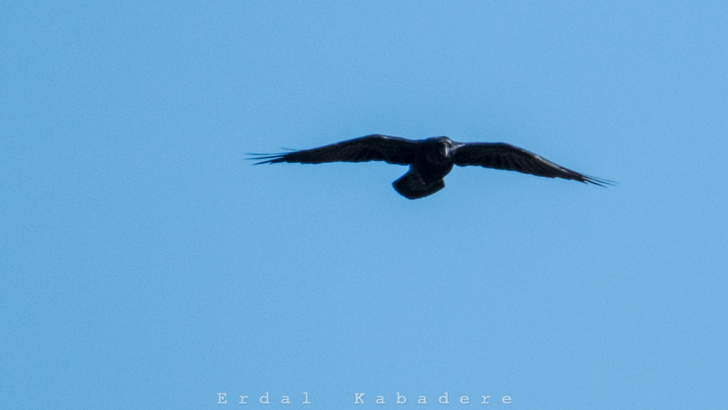Northern Raven