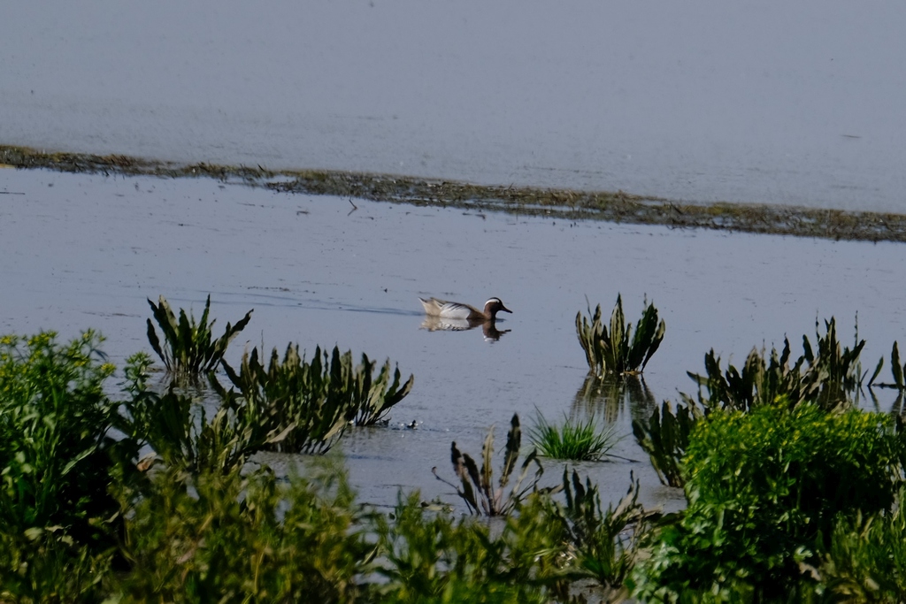 Garganey