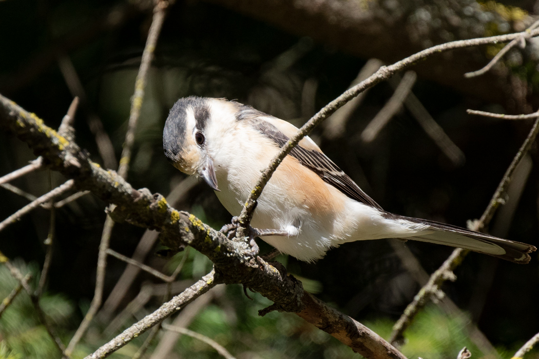 Masked Shrike