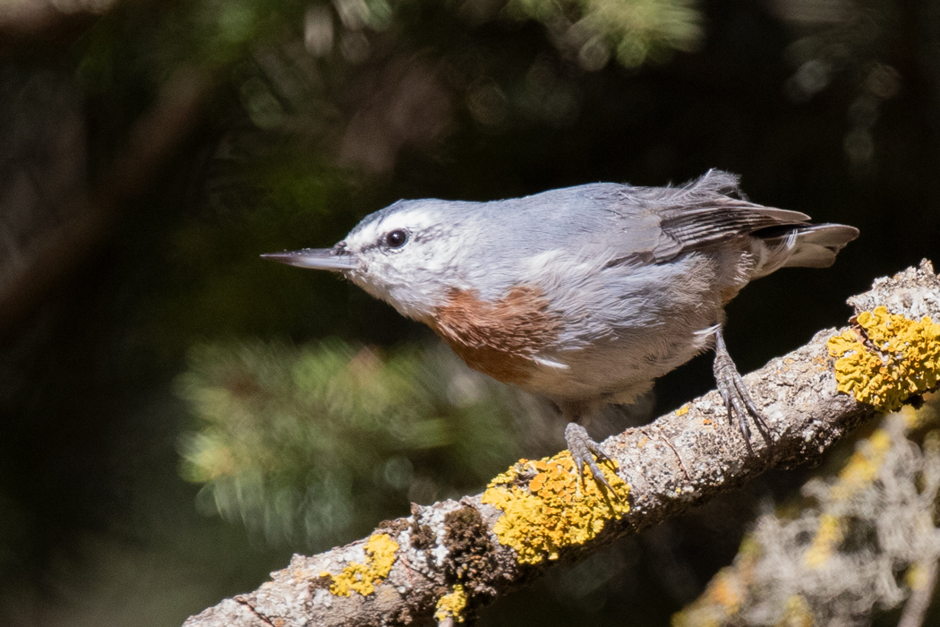 Krüper`s Nuthatch