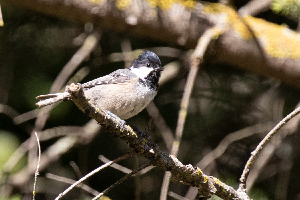 Coal Tit