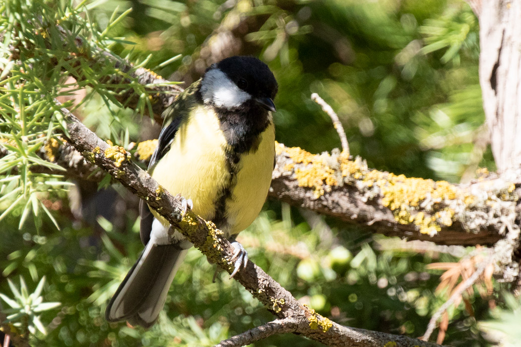 Great Tit